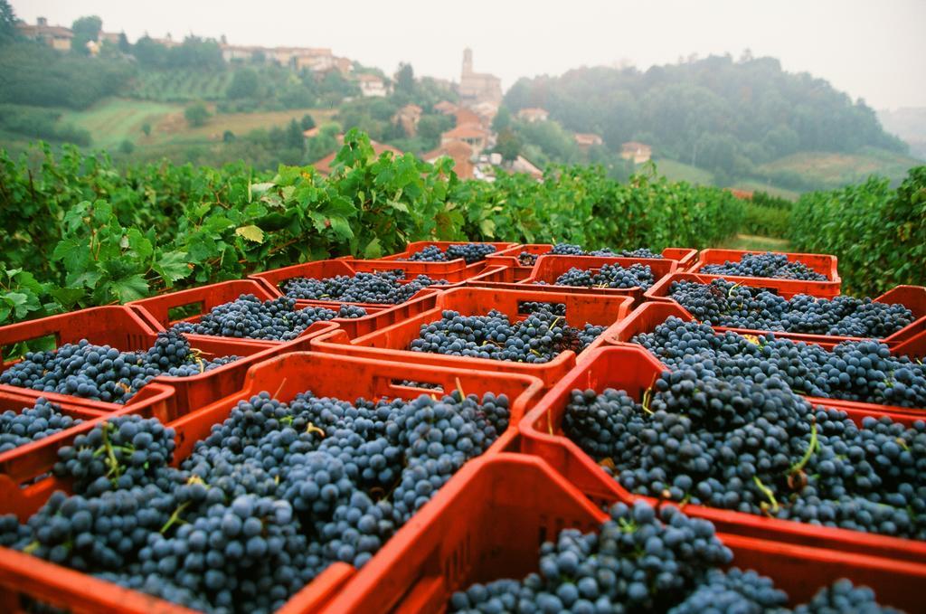 Marchesi Alfieri - Cantine E Ospitalita Acomodação com café da manhã San Martino Alfieri Exterior foto